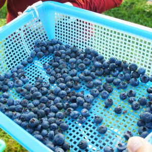 Social Enterprise-blueberry