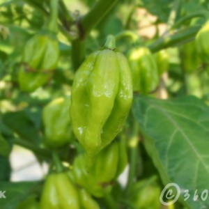 Social Enterprise-habanero