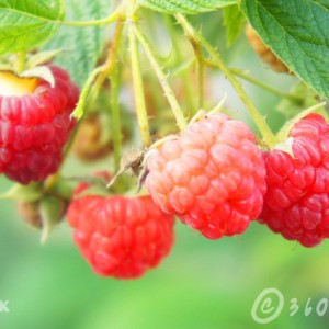 กิจการเพื่อสังคม-raspberry