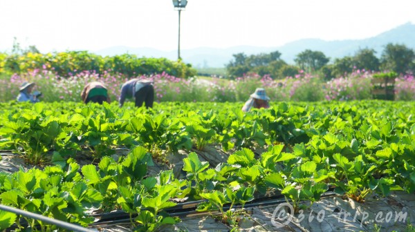 singha-park-chiang rai-farm